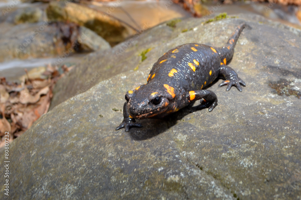 Obraz premium Salamandra