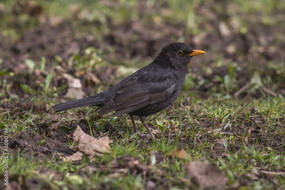 Amsel Amsel