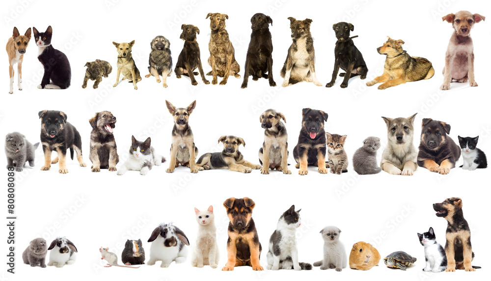 Φωτογραφία group of pets