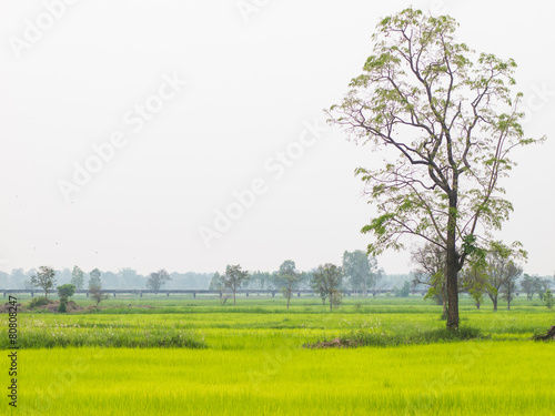 Green rice fields in northeastern of Thailand.