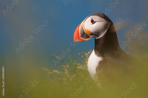 Puffin bird on the edge of the ground in the grass