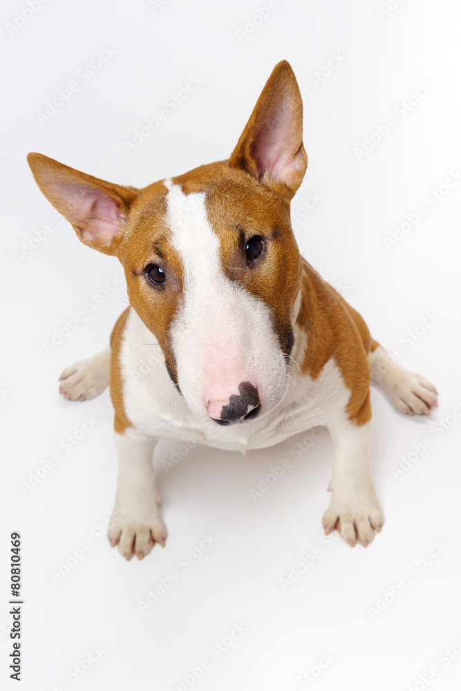 Portrait of sitting dog breed bull terrier on white background