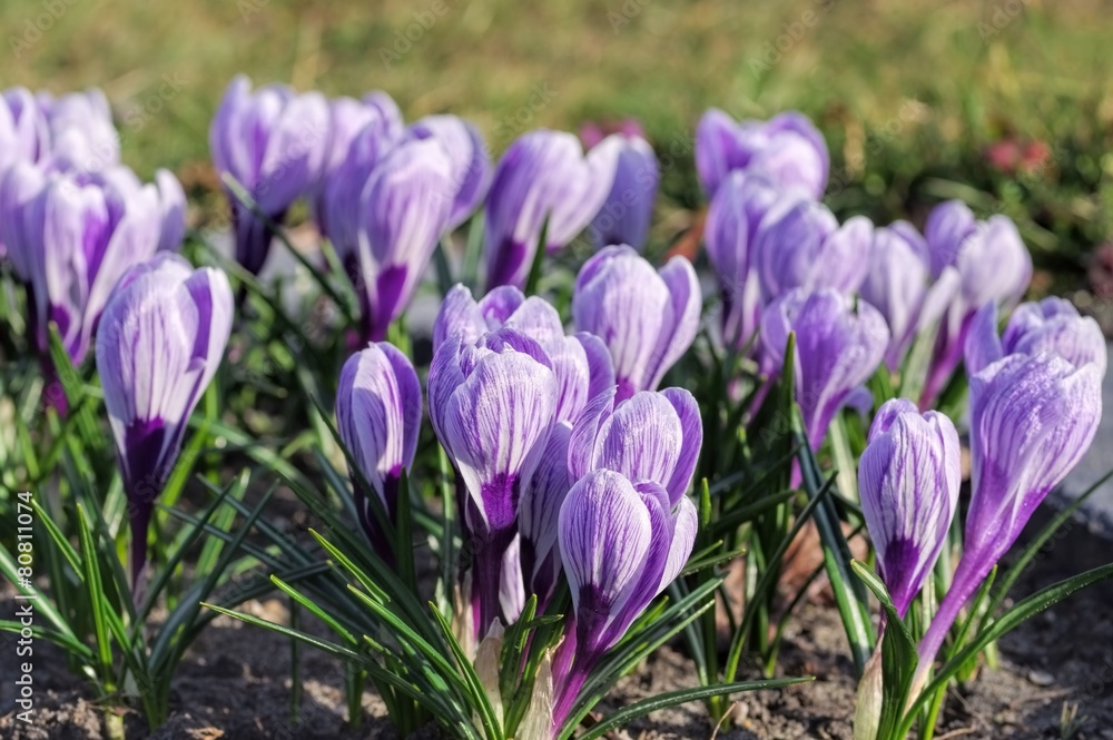 Krokus King of the Striped 02 Krokus King of the Striped 02