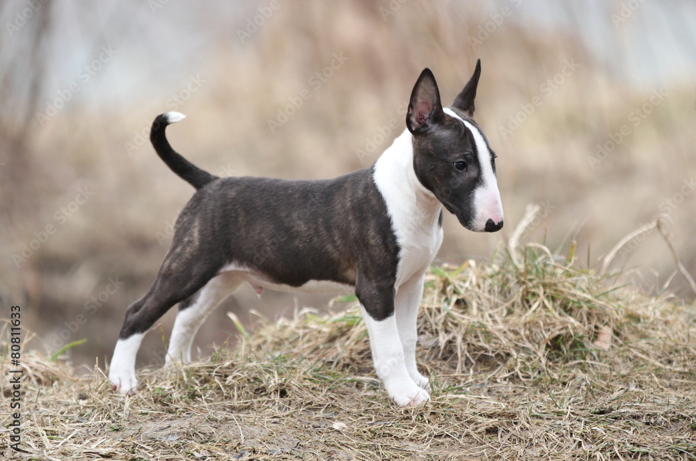Mini Bull Terrier Welpe Stock-Foto | Adobe Stock