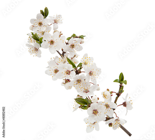 Cherry flower isolated on white background