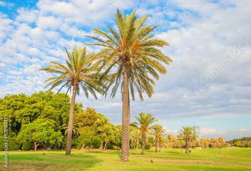 Yarkon Park with lawns and palm trees in Tel Aviv