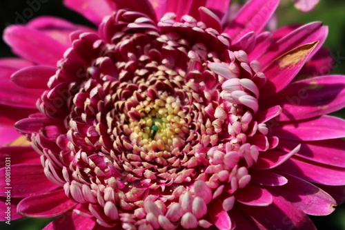 pink gerbera