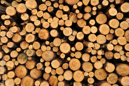 Kiefern, Holzstapel, Waldarbeit, Nachhaltigkeit, Holzwirtschaft