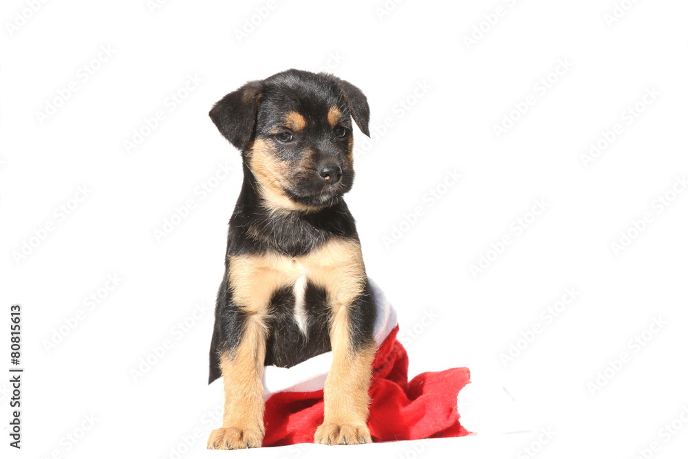 Süßer Welpe mit Weihnachtsmütze Süßer Welpe mit Weihnachtsmütze