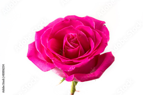 Pink rose