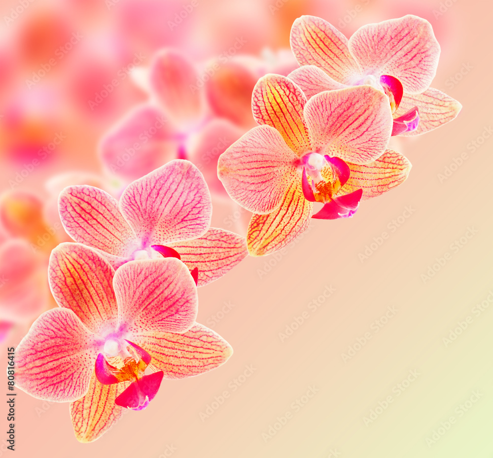 Phalaenopsis orchid flowers Phalaenopsis orchid flowers