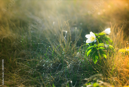 Macro view of wild white flower in sunshine.