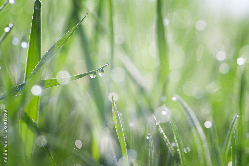 Fototapeta premium Grass covered with dew