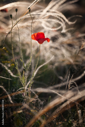 Poppy flower © Aleksey Sagitov