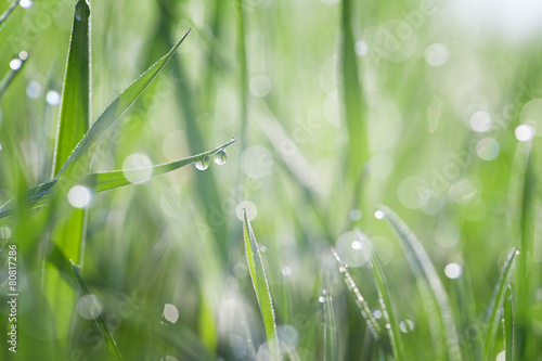 Grass covered with dew