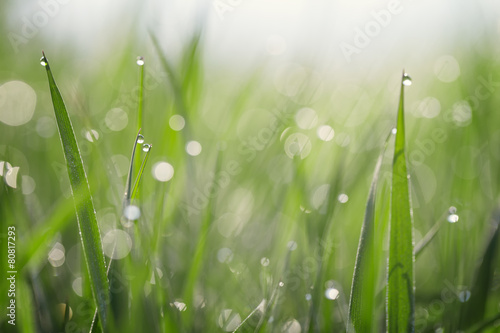 Grass covered with dew