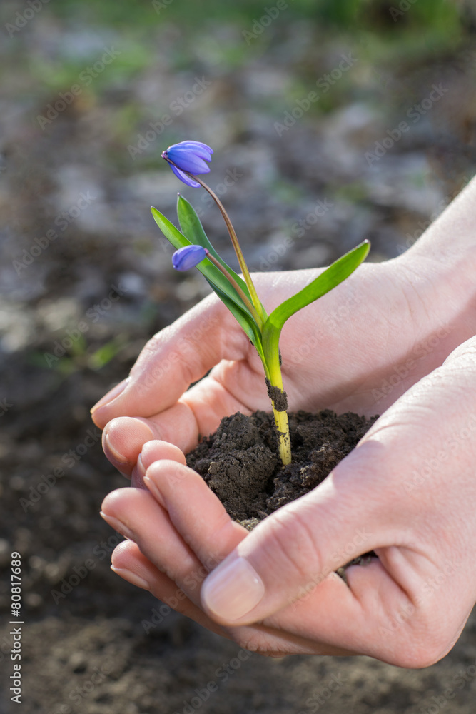 Snowdrop in her hands
