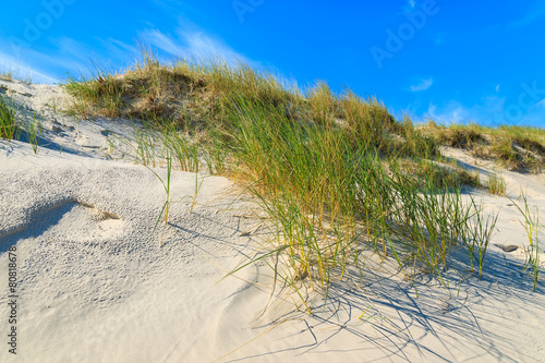 Fototapeta Naklejka Na Ścianę i Meble -  Grass on dune on beautiful Baltic Sea beach near Leba, Poland
