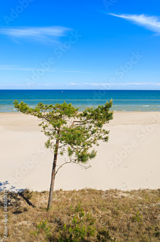 Fototapeta Naklejka Na Ścianę i Meble -  Pine tree on beautiful sandy beach near Leba, Baltic Sea, Poland