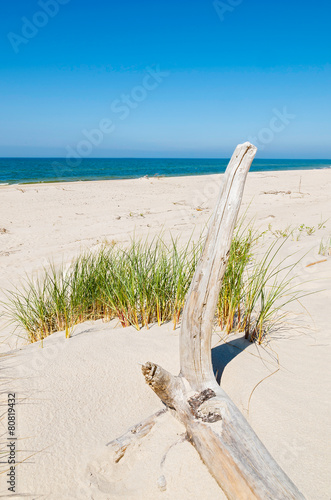 Dry tree trunk on dune at Baltic Sea beach in Rowy, Poland photo