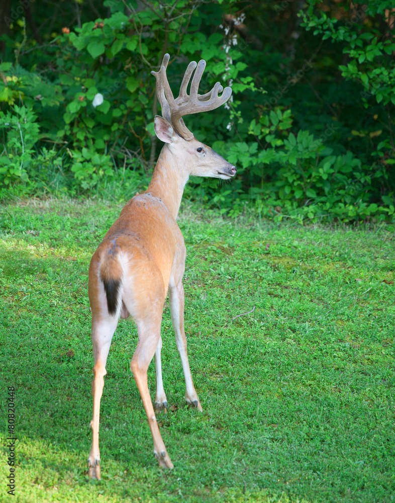Obraz premium Staring deer