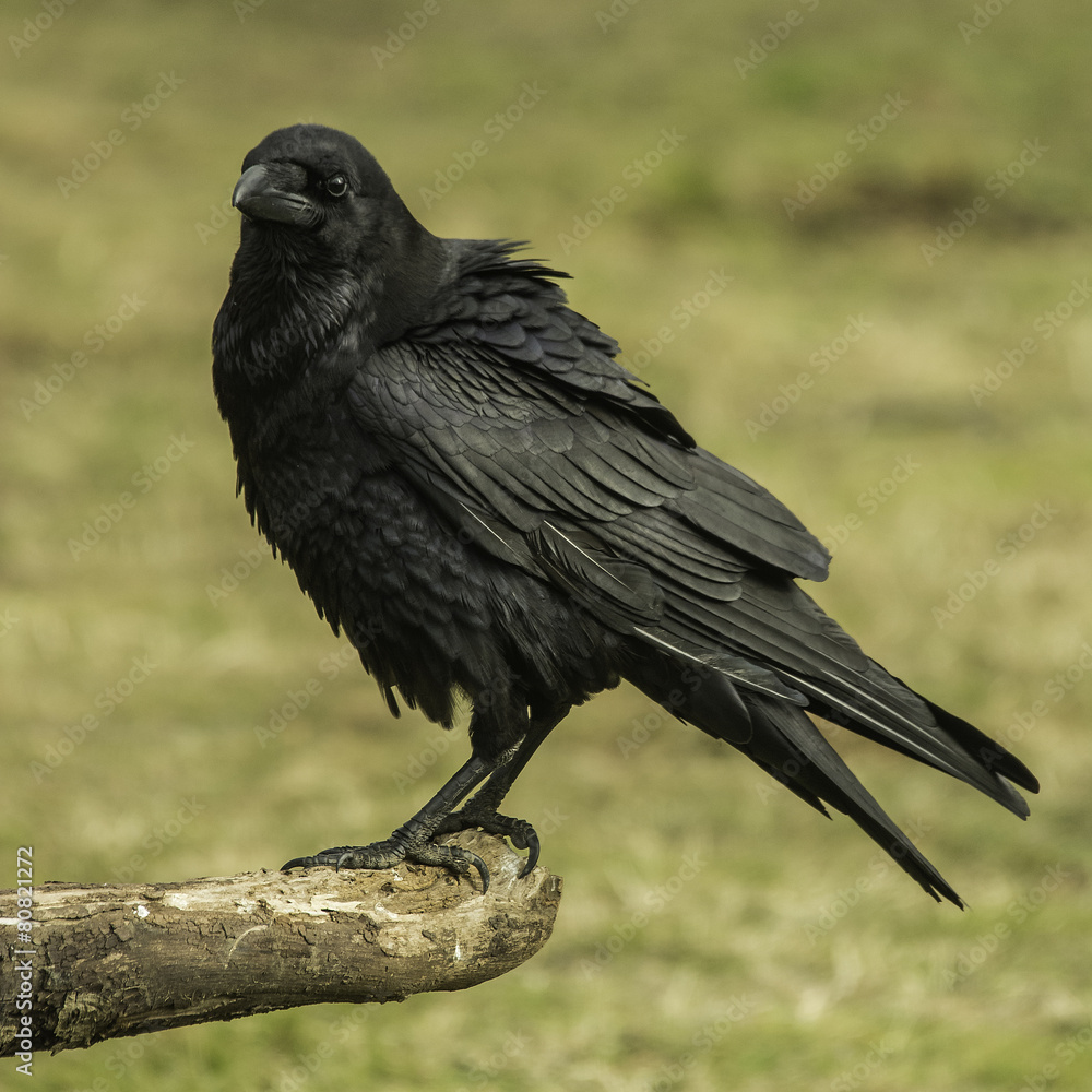 Fototapeta premium Raven, Corvus corax