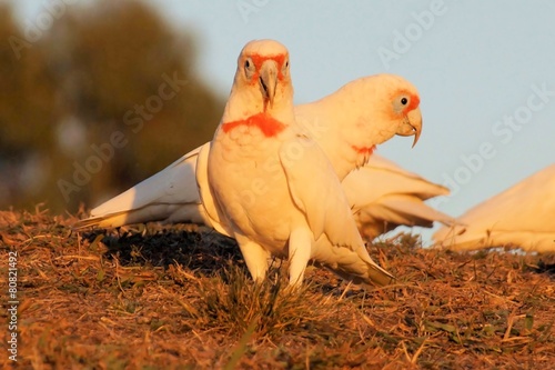 Long-billed corella on a hill photo