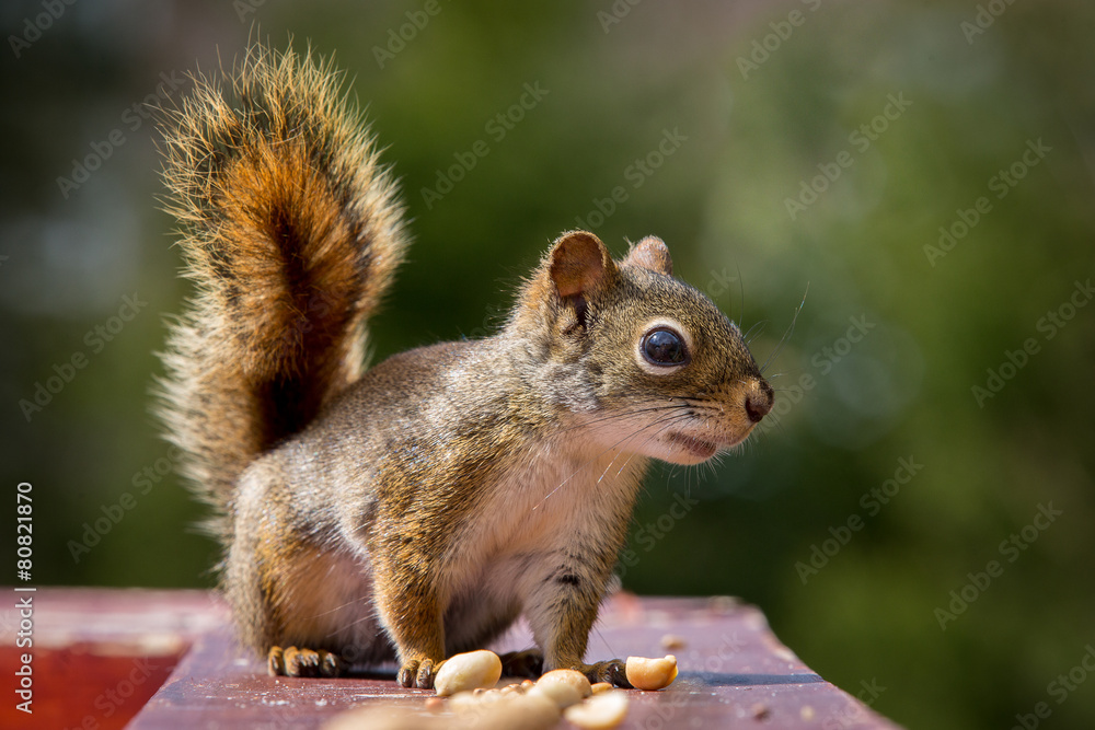Squirrel and peanut Squirrel and peanut
