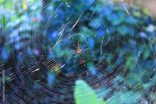 Big spider web