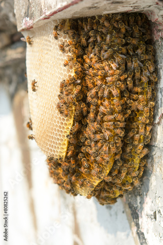 Bee and Honeycomb Community in the City