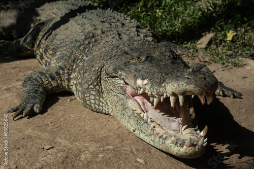 Charming crocodile Grin.