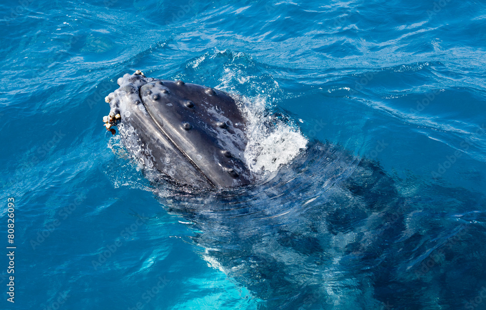 Obraz premium beautiful whale