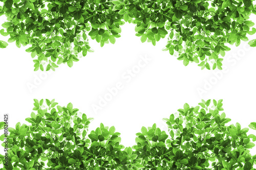 Green leaves frame on white background