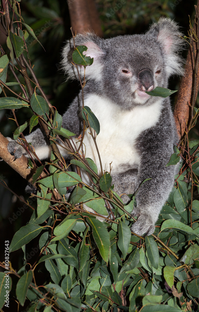 cute koala cute koala