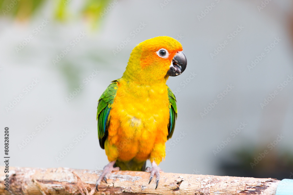 Sun conure parrot on the background of nature Sun conure parrot on the background of nature