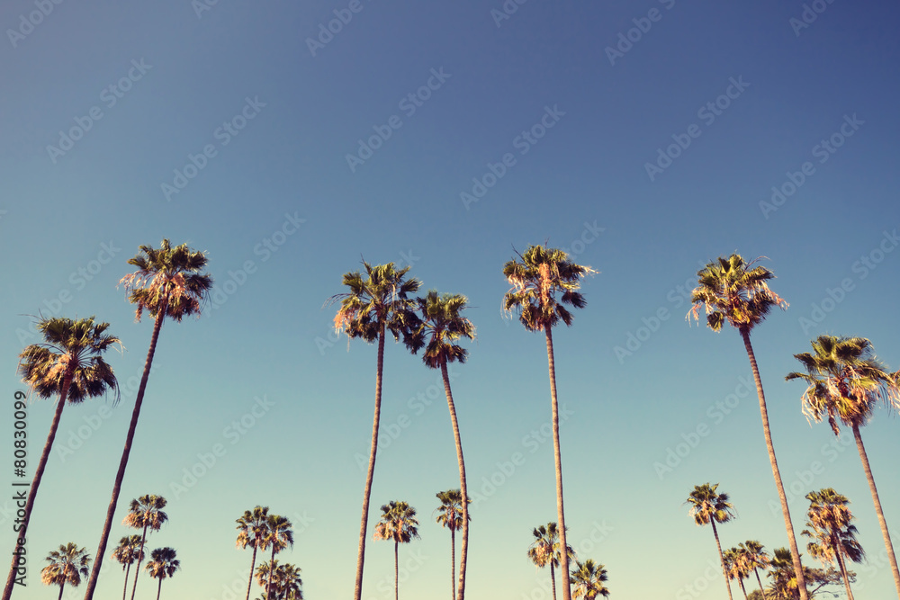 Palm Trees in Retro Style