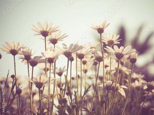 Obraz kwiaty z filtrem retro, styl vintage