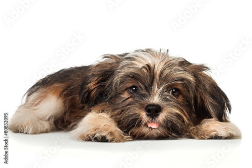 Valokuva A laying beautiful smiling dark chocolate havanese puppy dog
