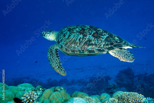 turtle coming to you underwater © Andrea Izzotti