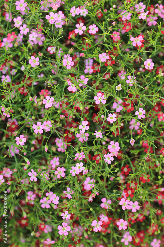 Gypsophila pink flowers Gypsophila pink flowers