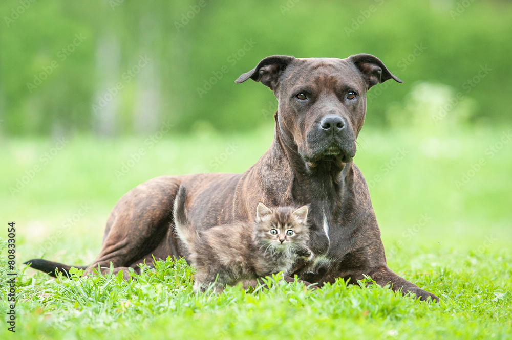 American staffordshire terrier dog with little kitten American staffordshire terrier dog with little kitten