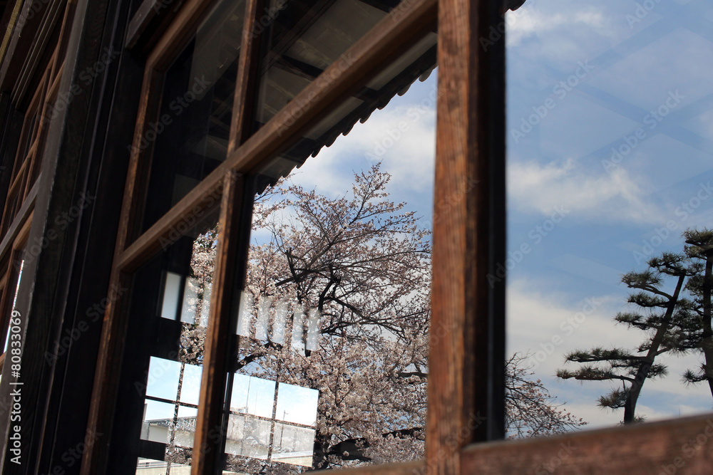 Sakura was reflected in the window Sakura was reflected in the window