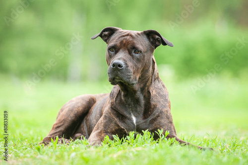 American staffordshire terrier dog lying on the lawn