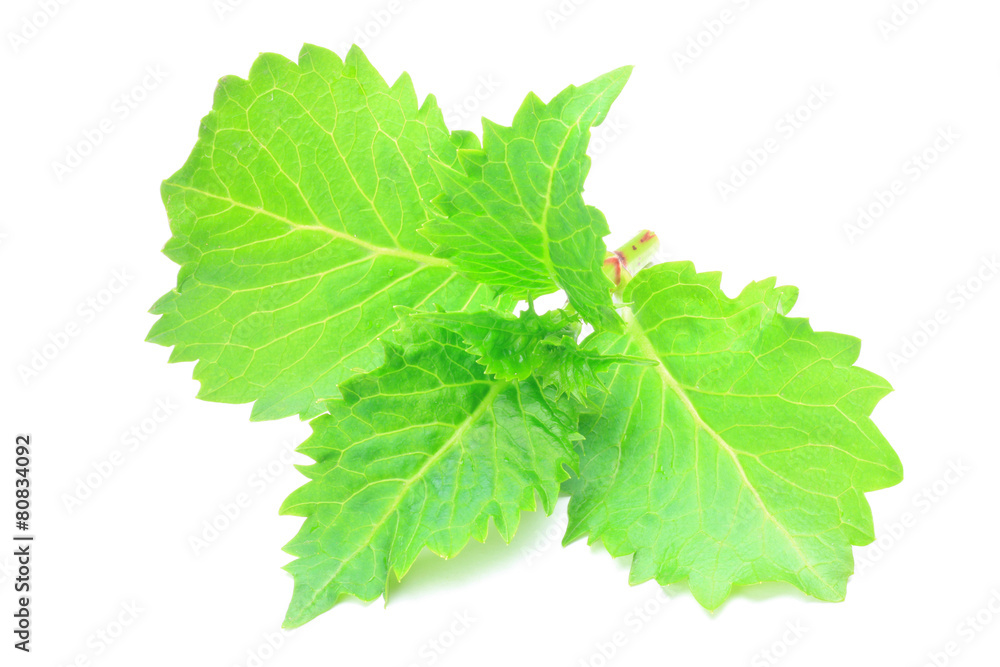 leaf of the hydrangea leaf of the hydrangea