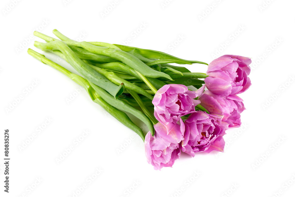 Fototapeta premium violet tulips isolated on white