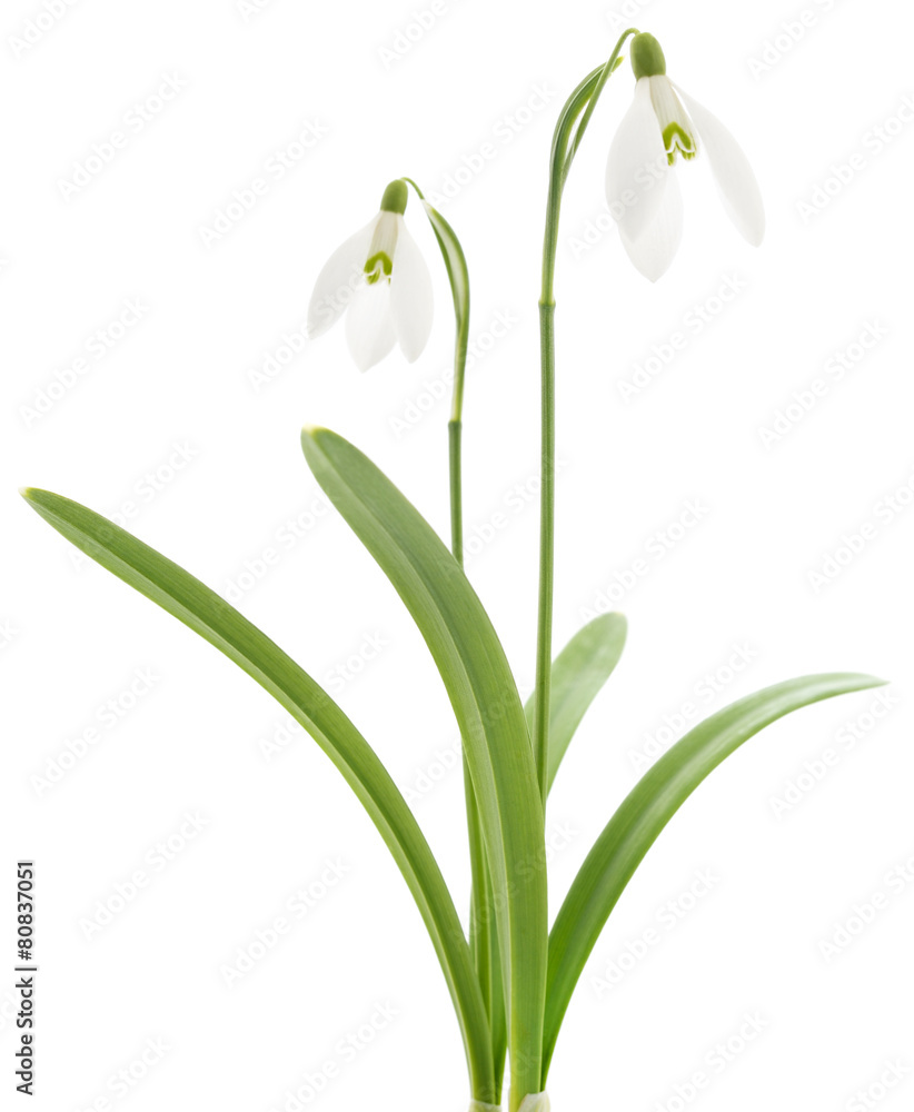 Snowdrops (Galanthus nivalis) on white background Snowdrops (Galanthus nivalis) on white background