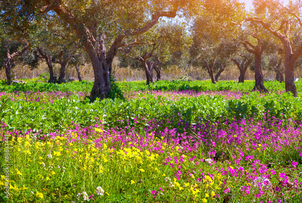 Fototapeta premium Blooming tangerine garden at Cape Milazzo