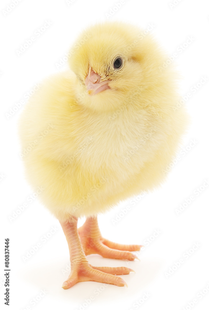 Obraz premium Small chicken