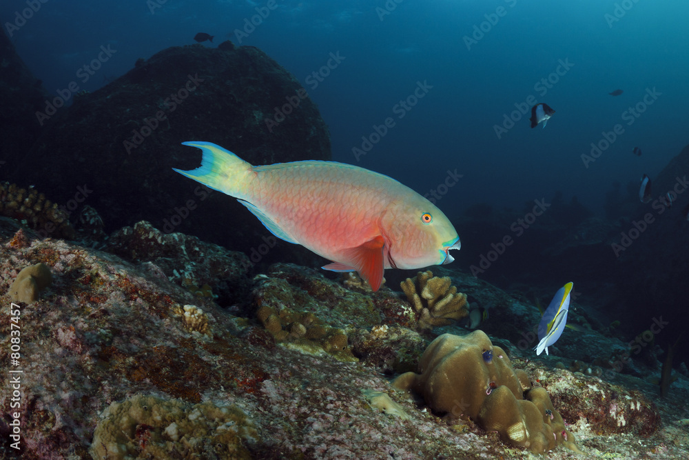 parrotfish underwater in Andaman sea, Thailand parrotfish underwater in Andaman sea, Thailand