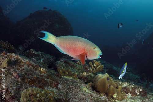 parrotfish underwater in Andaman sea, Thailand